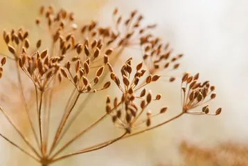 Fennel Plant items.photo.pack